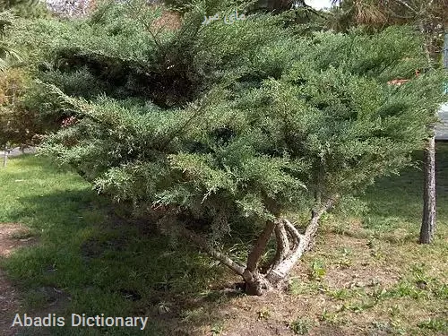 مای مرز